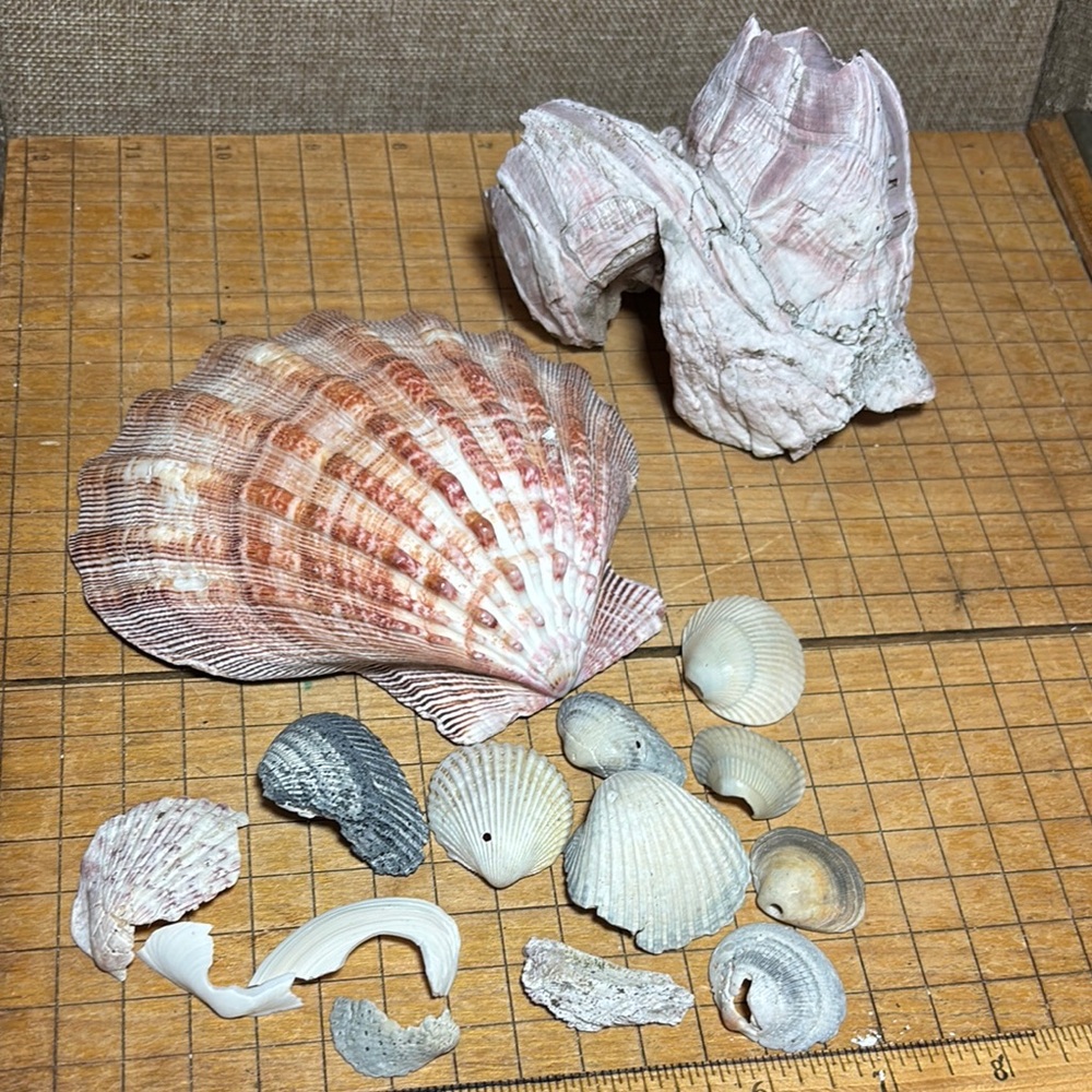 Heavy Lions Paw 7.1oz Large Scallop Appr 5.25”x5.25” w Barnacle, Seashells